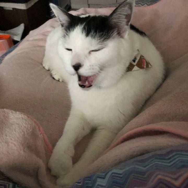 2b7a32ba 1d2a 4442 a66f a390fe9ab3f2 1542843019614