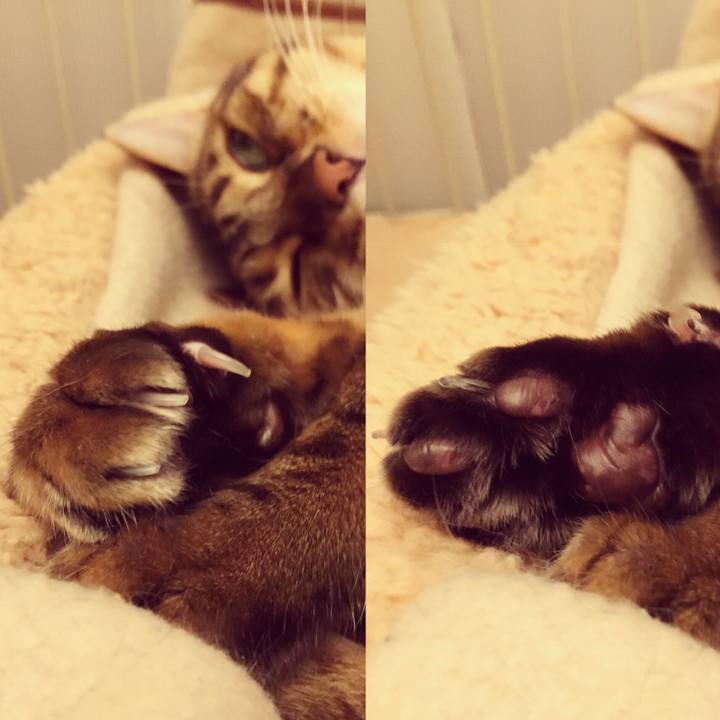 2b7c4b20 36d2 410e a770 b08c1c2ca635 1541981775847