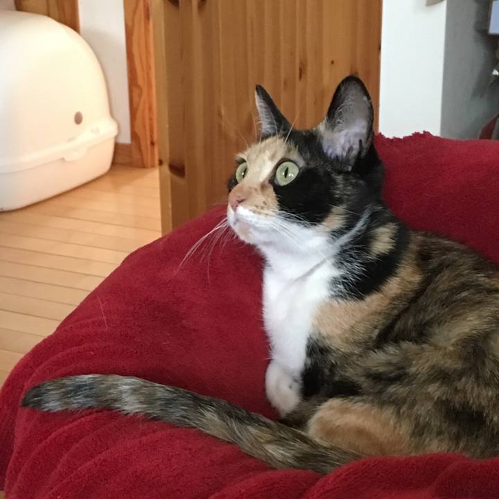 2b7d0ba5 2393 4389 9fc6 7424aa184155 1522293156454