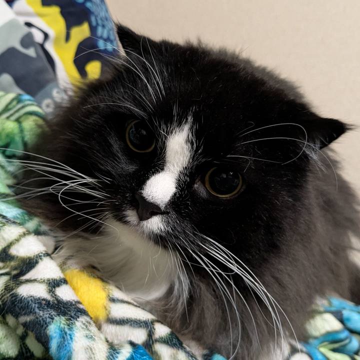 2b7e5bac 0cdb 41b9 9a1d 5752695c6ef1 1760197502486