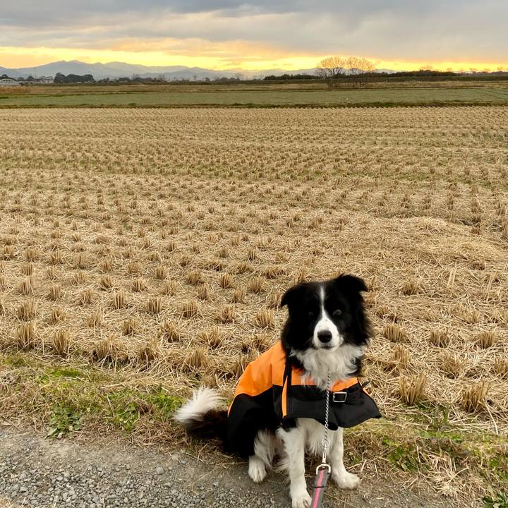 2b7fe5d7 71c6 45fa ae31 8e738880f51a 1608074842509