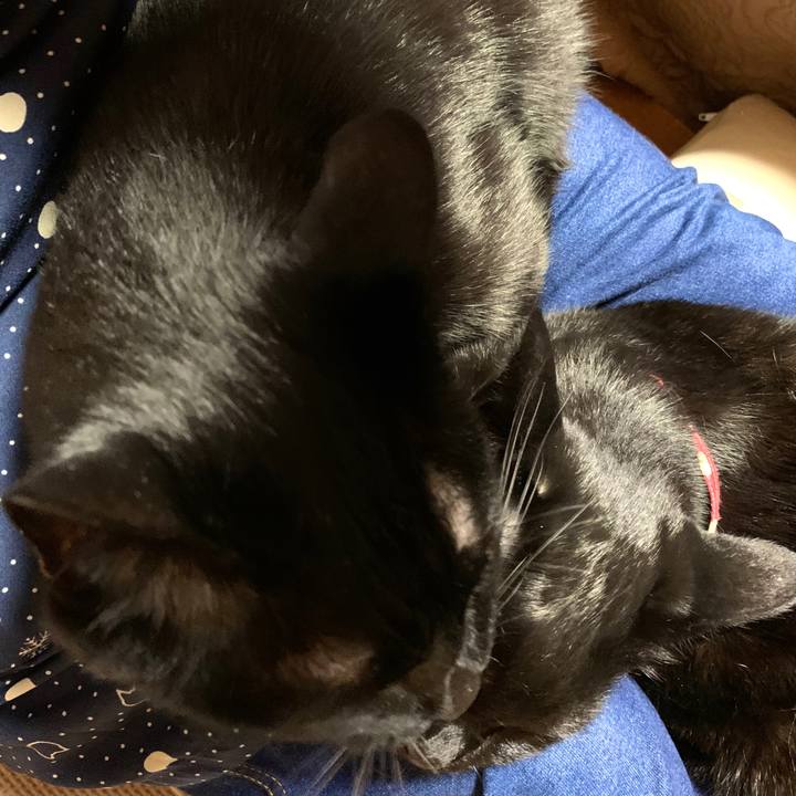 2b804886 0b28 4353 a97c e1c5555c3d99 1585920661777