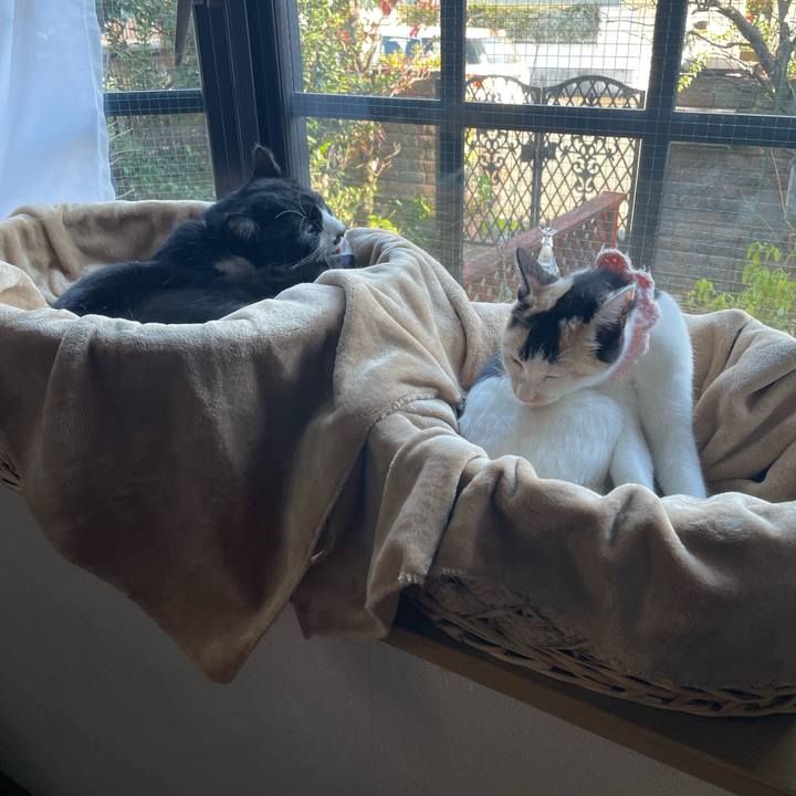 2b8131a9 7ce0 46a7 94f9 982da462f57b 1668586364606