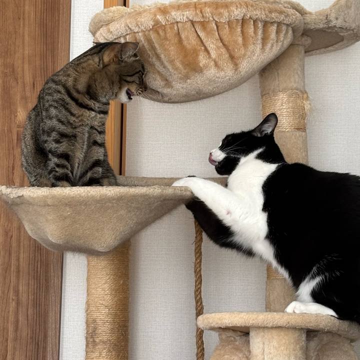 2b82fc99 c50c 4ebc ac27 a144359007dd 1770691675739