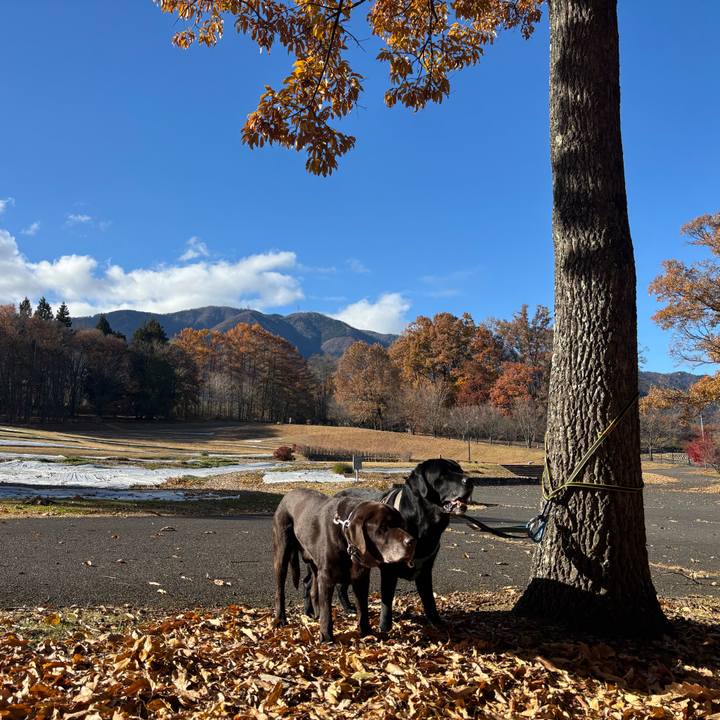 2b84dd2a bc6c 4ba6 a6da f3983bb07b77 1763981398316