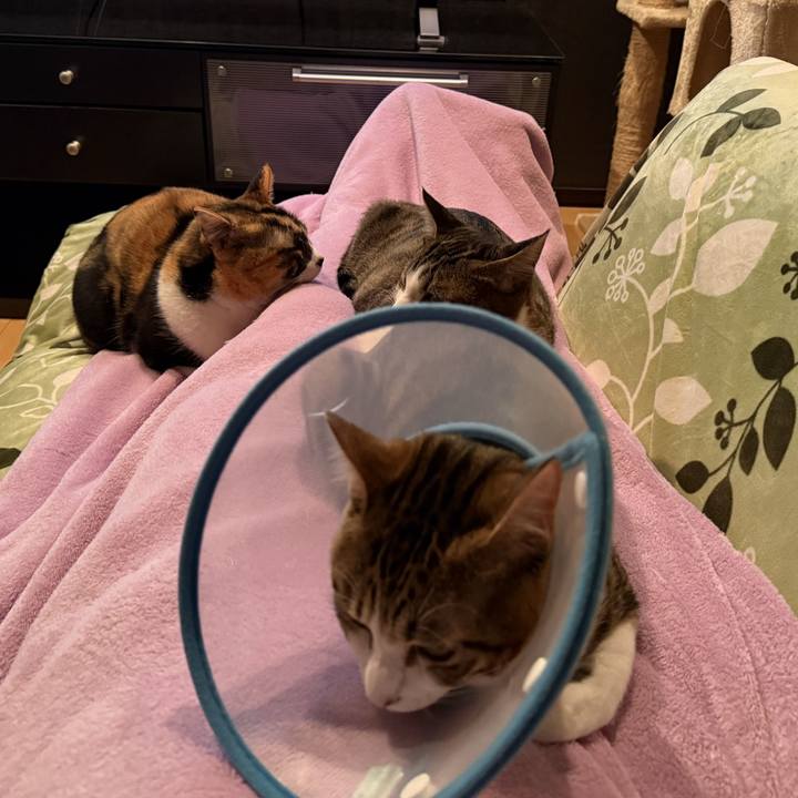 2b8562b3 5ea2 4bdb ae35 d549dfa4efbe 1740890338408