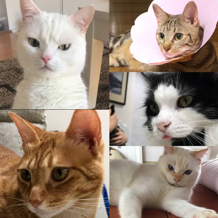 2b867666 c376 4aed bdac e4ffeef932b8 1531733918492