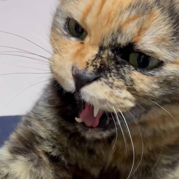 2b871fbf e304 4786 b893 2d5354abf9d9 1766435313738