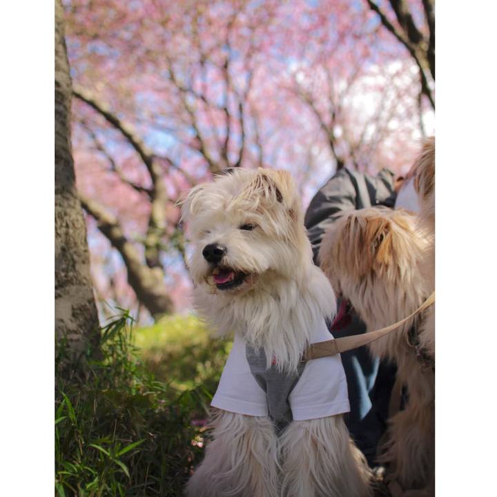 2b8b1586 b145 485f 8b2b d7737e323662 1555146869326