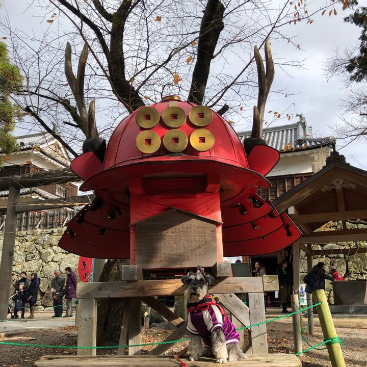 2b90f00e 6e60 400d 9b01 13b52d0ea0ec 1574514138039