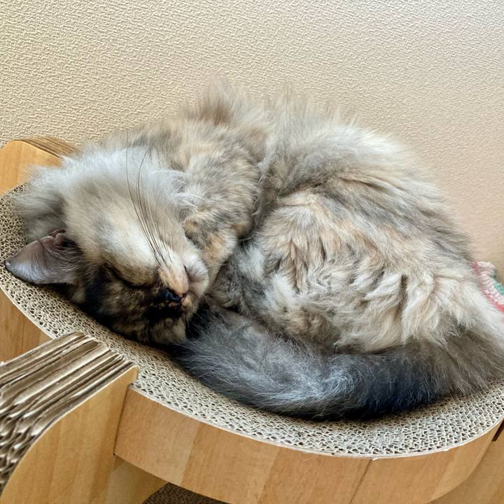 2b9fbc11 3558 4de0 8aa7 9b99aa55d4ca 1733837560628