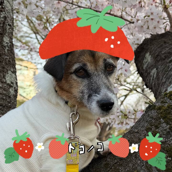 2ba2374e 3cb5 4869 9f0e 8c390821ff2f 1775204512764