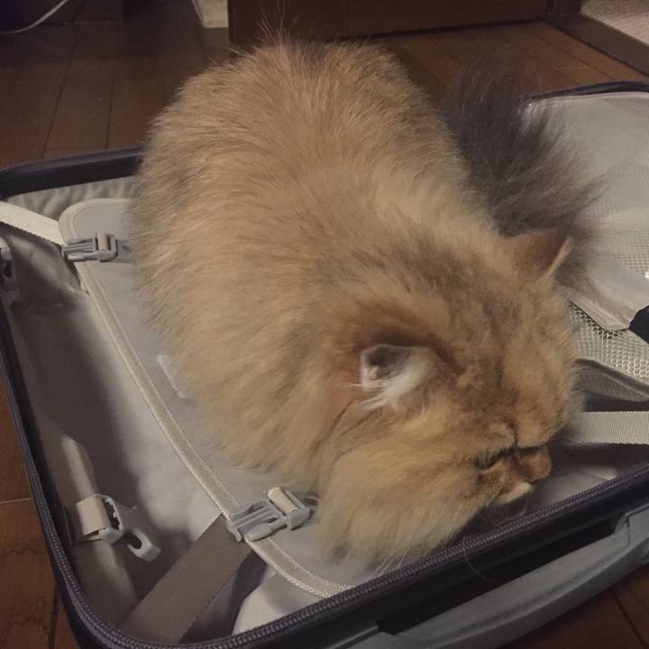 2ba2ef11 5b82 40fa 925e 4520731c8f35 1555286609447