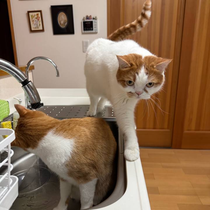 2ba2fa86 92ea 4761 9c24 3681e3f636f0 1764725017928