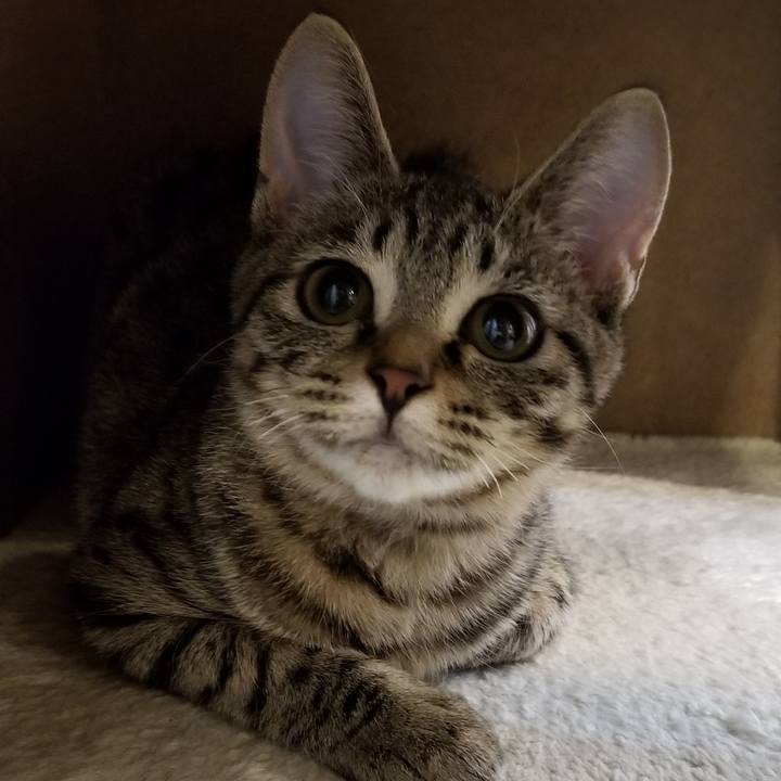 2ba78886 1f8f 42e6 924a 8931152a2db5 1540819750824