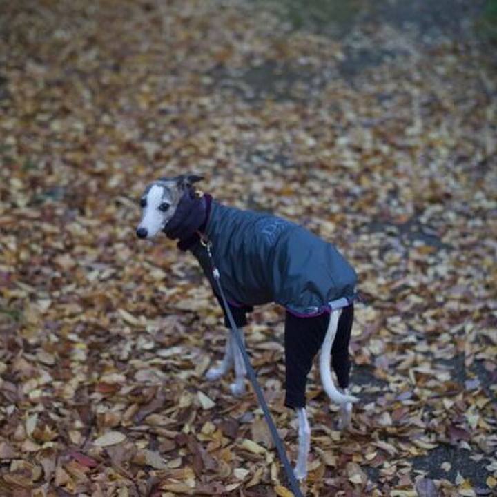 2baa8fc3 cdf1 4a96 a3dc d87811957efd 1511173668237