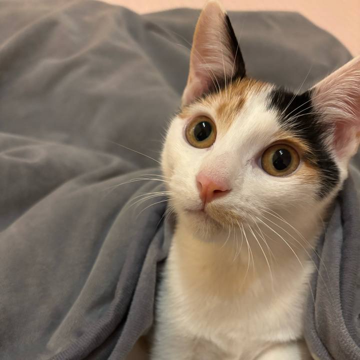 2bad8143 465f 4870 b190 4d8df6ac79f8 1762246181644