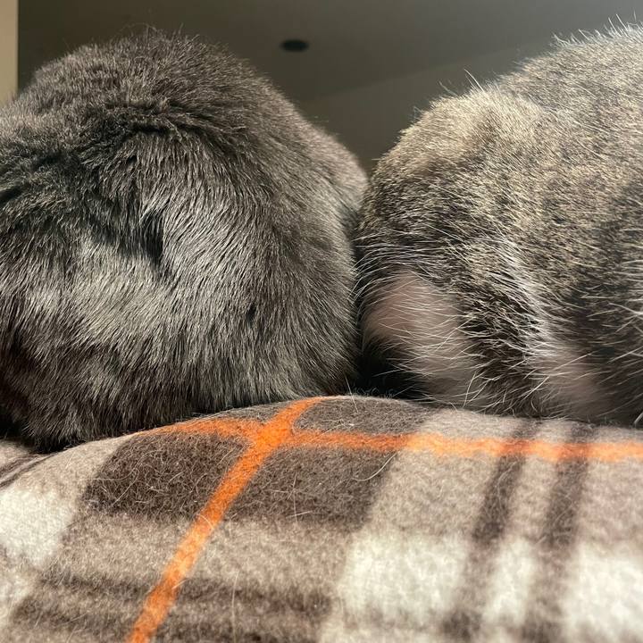 2bb137a7 217d 4e3b 8e7b 67756492f10d 1723425496675