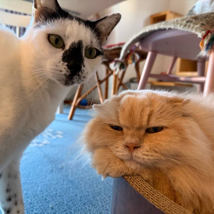 2bb304f2 a4cb 4cba 9ade 3d3bcd865dba 1767853318385