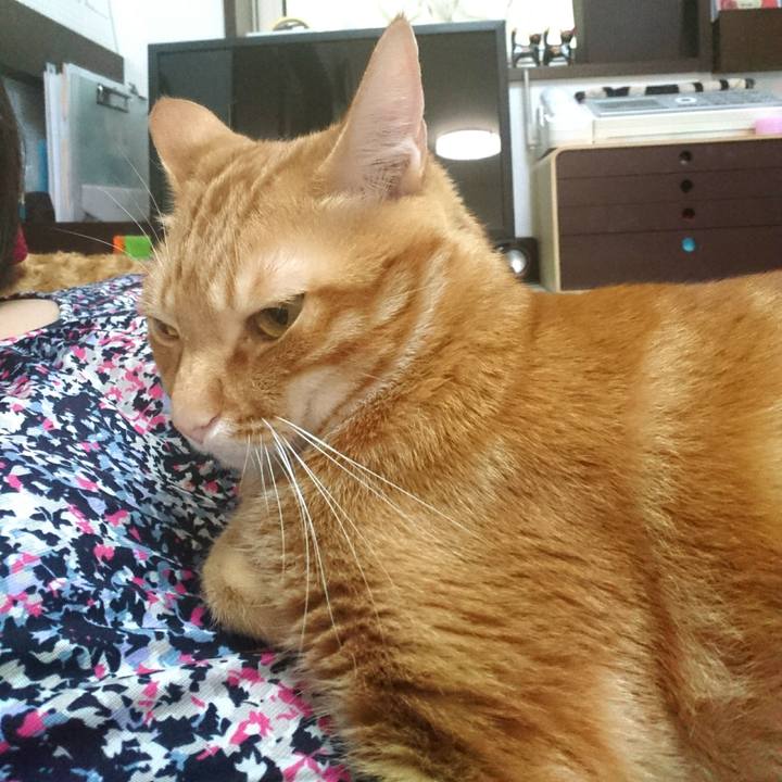 2bb38c0d 60ac 4a43 a1fa c9d098051453 1527806920387