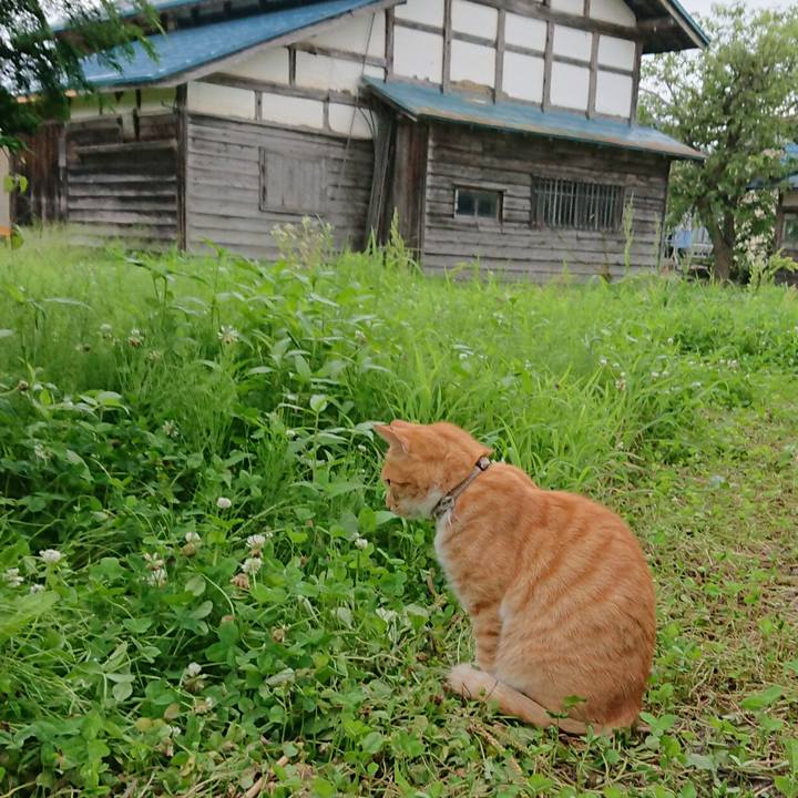 2bb51b41 6954 40ed 8129 0706224afa00 1596015075175