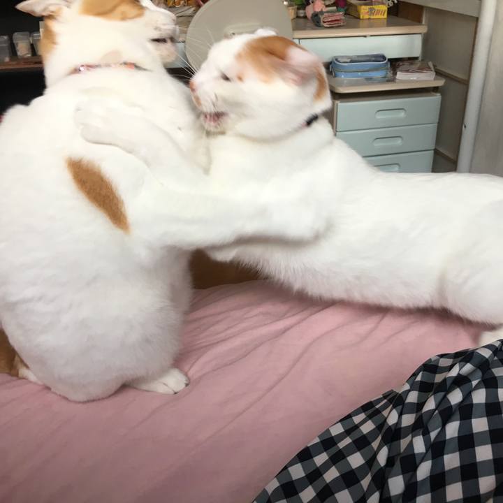 2bb53cfb 0665 4fca 8a0a 0089536f133c 1533942687754