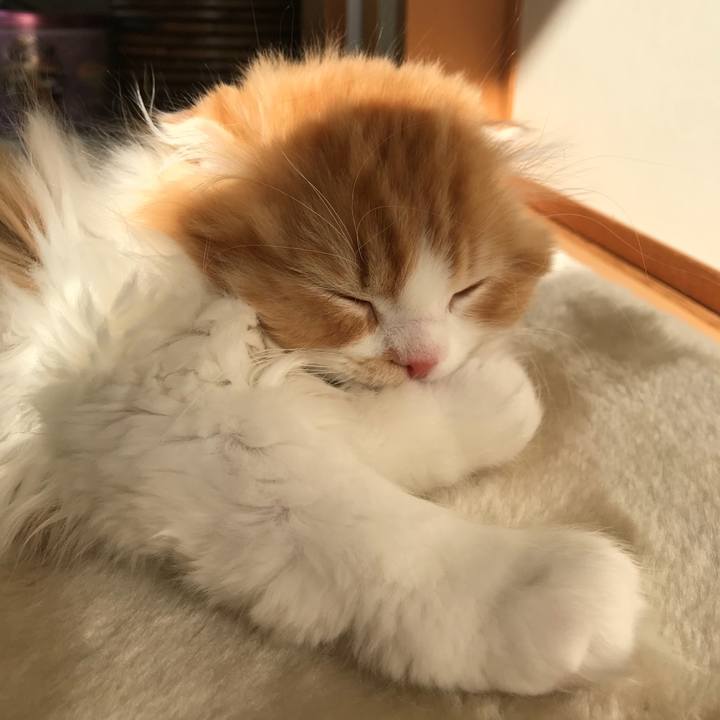 2bb694c2 67a6 450b b997 7a10c0bb5134 1519000016000