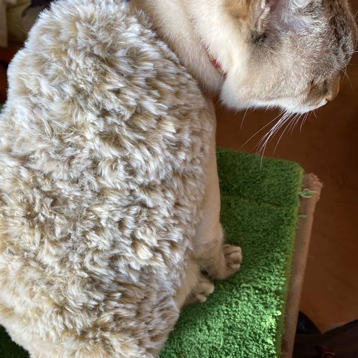 2bb6e245 bb91 483e a17c 48d2b31026b9 1607234221299