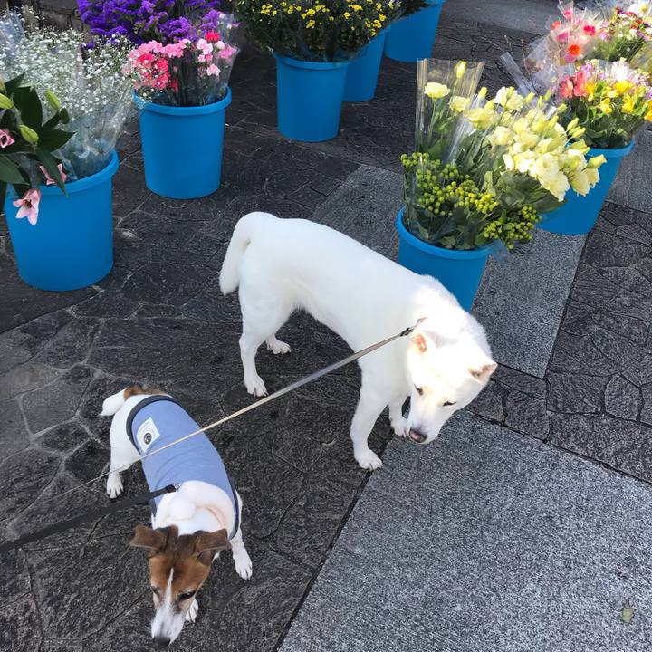 2bc24ca4 5f7a 45eb 87f1 16fc6045e242 1517018016501