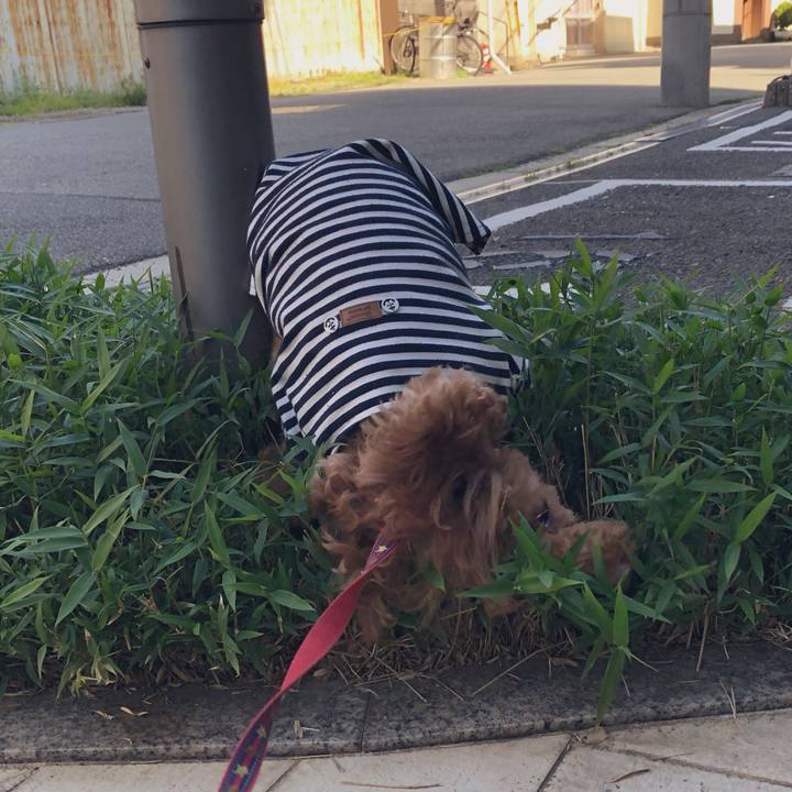 2bc3f4a2 874c 404c ba82 16b91d8ab2fb 1557278881522