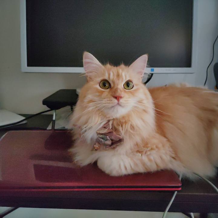 2bc572d8 a44c 4295 81fc 8e151d218baf 1722649609430