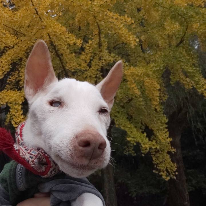 2bc6b868 ce6a 4414 9cee 5b4e5620108b 1604819267211