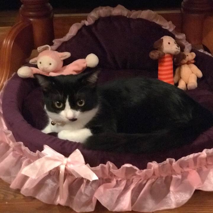 2bc9443a b840 4d44 a2d9 a580621bd024 1511185889435