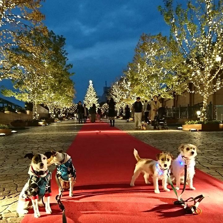 2bcf5a58 d118 41e1 8527 fdb2fac72a7e 1543396498188