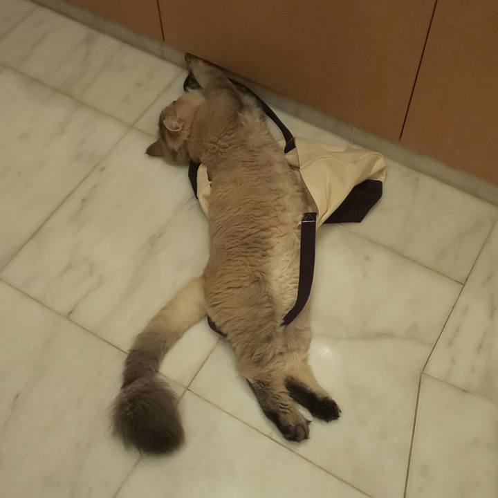 2bd03c79 fa4e 4f22 8720 d7965bd9ee31 1567858003030