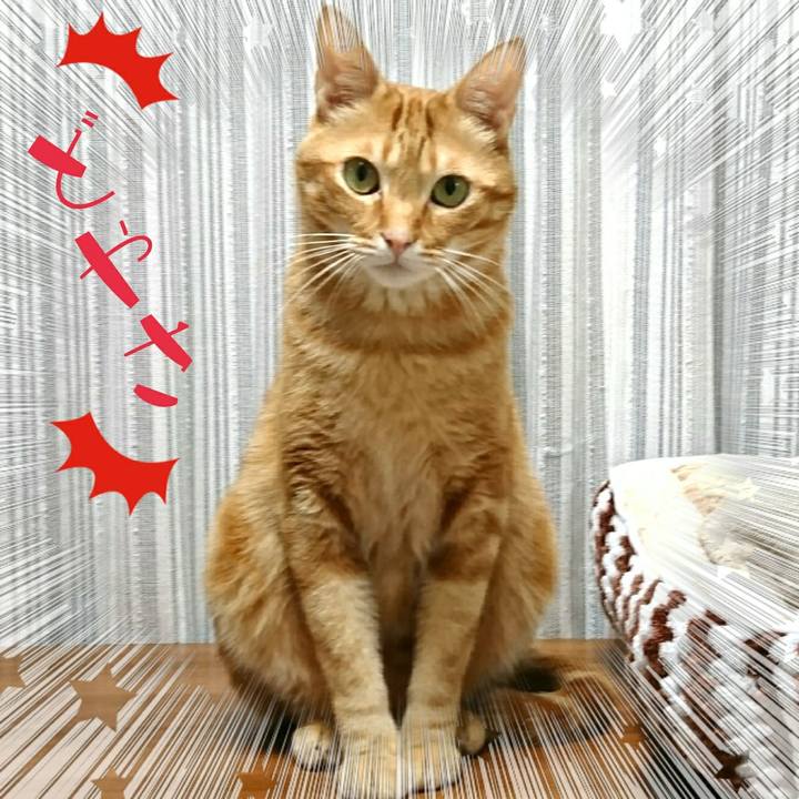 2bd3a904 c345 4967 818a 4011416879d2 1555540623731