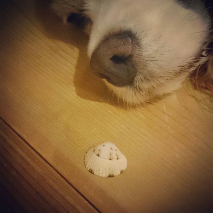 2bd3b1d3 9968 4da4 991e dc81eba4c6f0 1535887201563