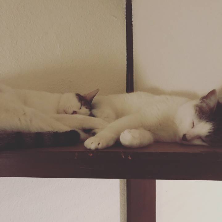 2bd77126 b5a9 4c00 b320 1ef514523fe5 1547742088671