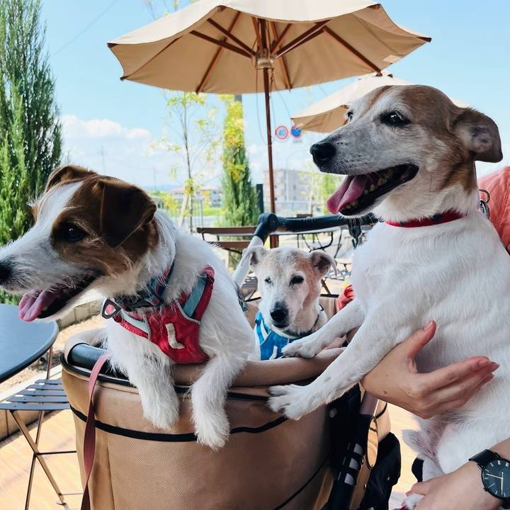 2be0151a cec5 48b9 ba8a bec86a54a812 1718537025627