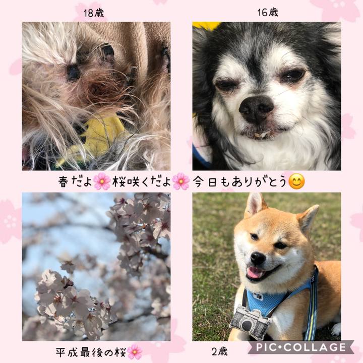 2be16b2f d63a 4478 993d 738ae717178a 1553748250073