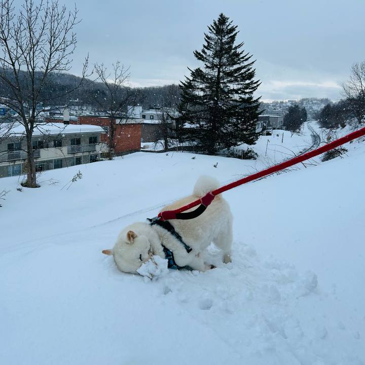 2be58400 2fa0 4cd4 8be2 d1cf5d60666a 1773362200056