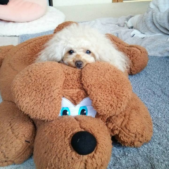 2be6b338 c3a2 4fb3 af4b b66a8a71f09f 1514349418570