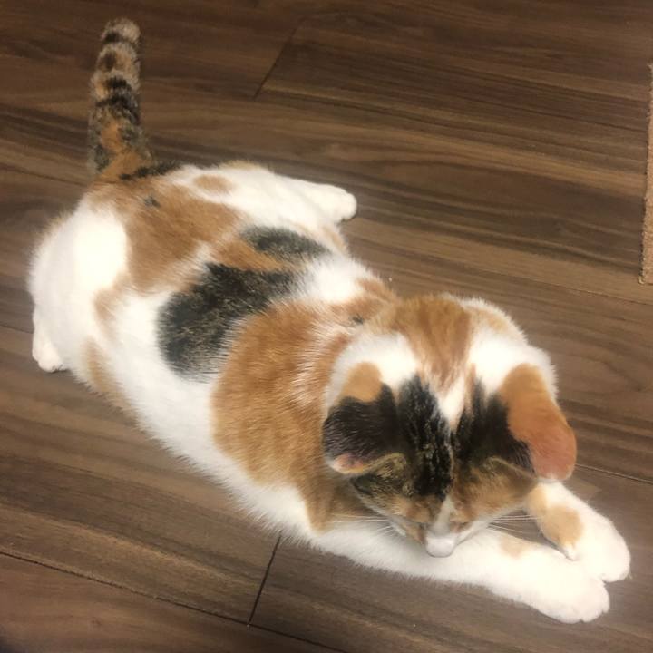 2be76848 8b67 41ce bc3b 4cfe29e9e168 1575329567212