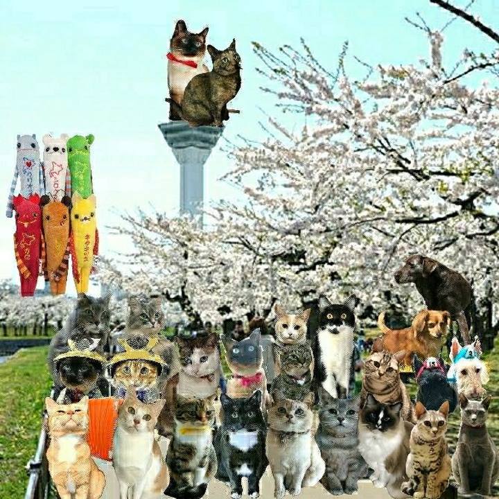 2be973ca d01f 447c a225 48524077a22d 1525596835128