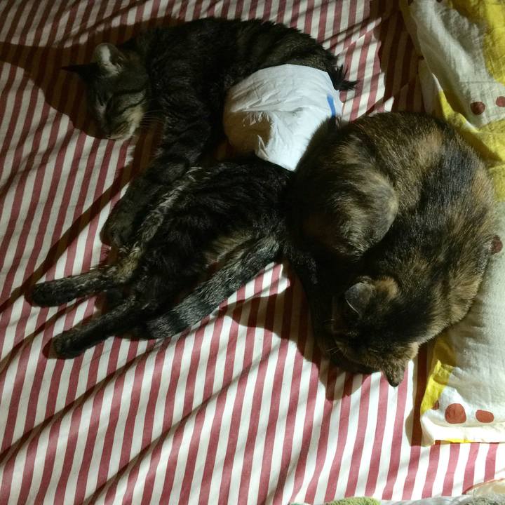 2bedca63 bfe0 411c b884 db13a212bbfc 1534531804960