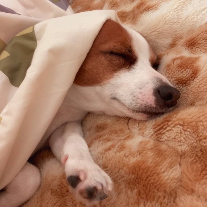 2bf02c22 07ec 4024 9c52 923a112ead6b 1543246745591