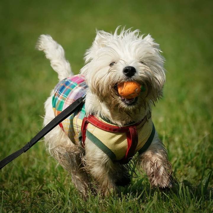 2bf1c46e 4dd3 4c22 8751 6c0347cc9458 1526615198736