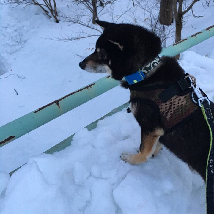 2bf205fb ccc0 4e30 a517 ffcebedce4cc 1520070091369