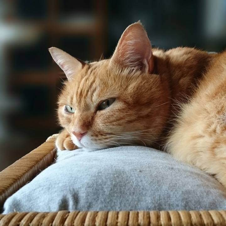 2bf29a17 5a91 45c0 9555 1ac3d578c765 1507772571798