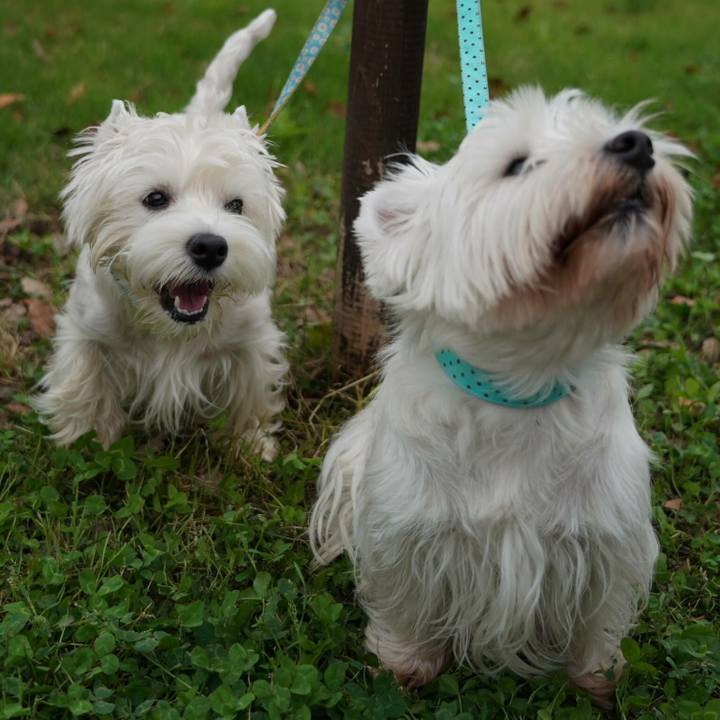 2bf411f4 5eeb 447f 8a8f 48512d50d896 1529377342329